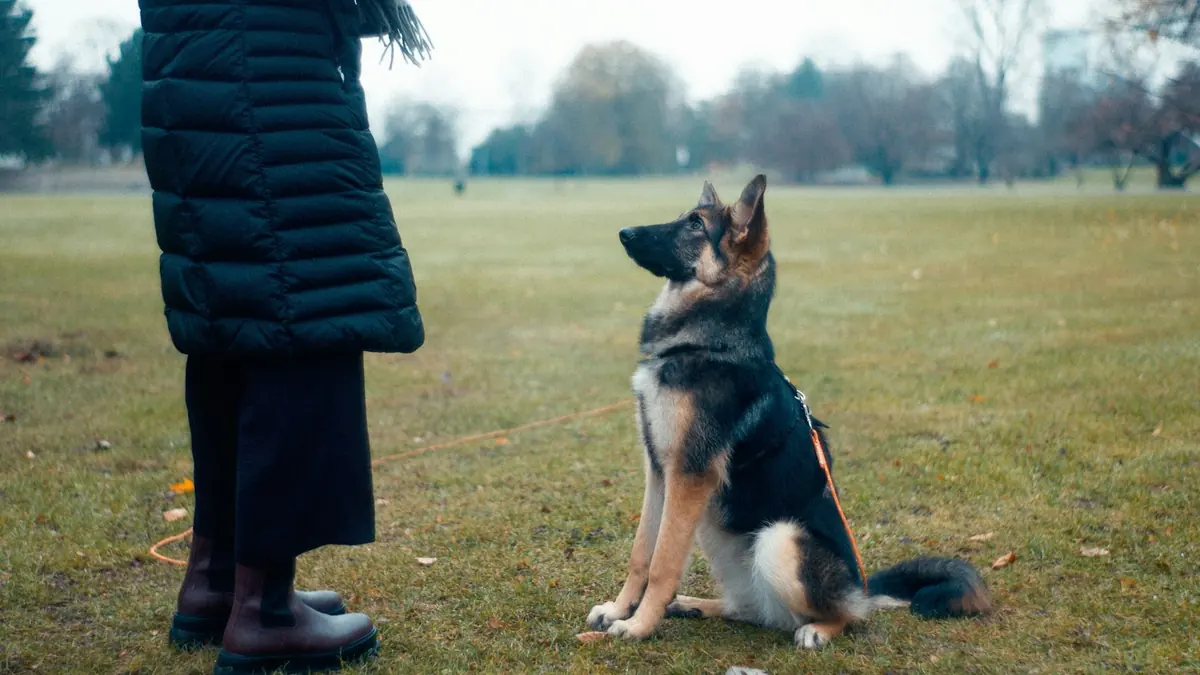 En schæferhund i sele sitter i gresset og ser opp på eieren sin under trening i en park.