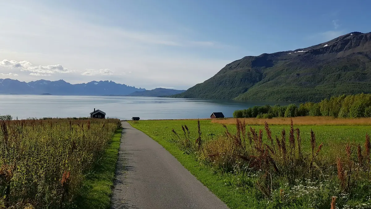 Smal asfaltvei gjennom blomstereng ned mot en solfylt fjord med fjell i bakgrunnen.